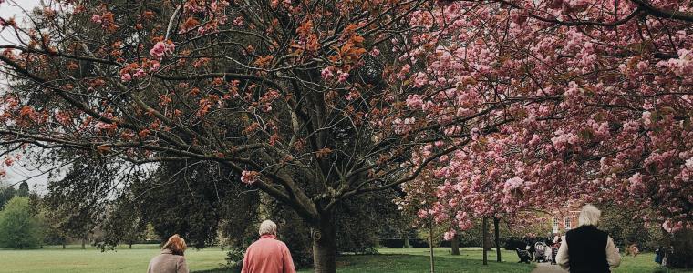 elderly people walking near trees